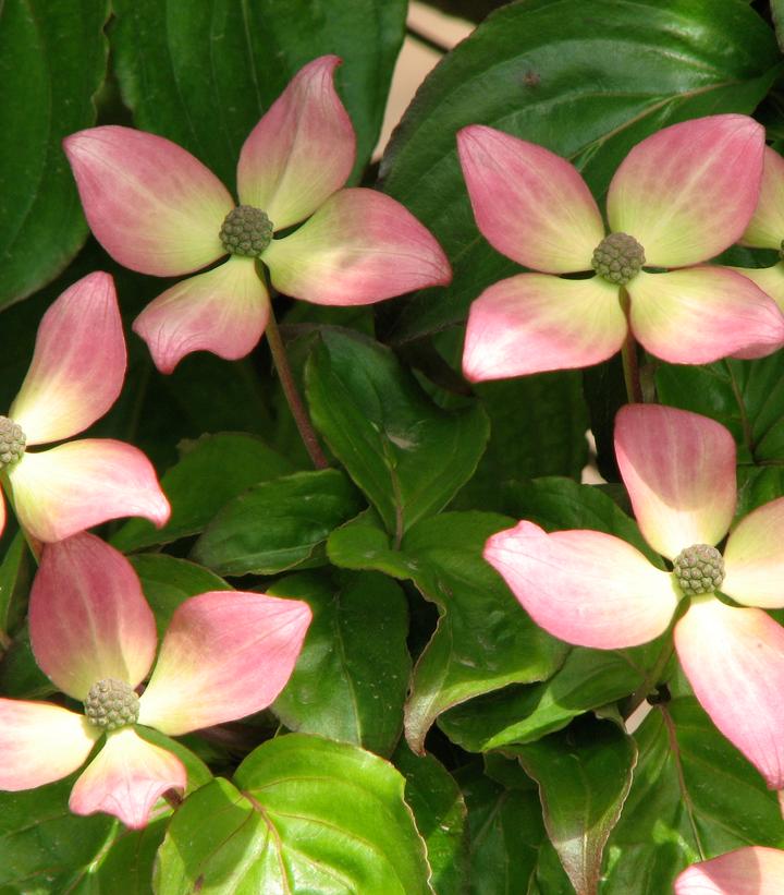Cornus kousa Heart Throb®