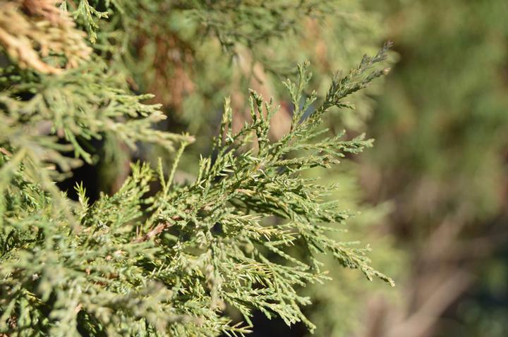 Juniperus virginiana 'Taylor'