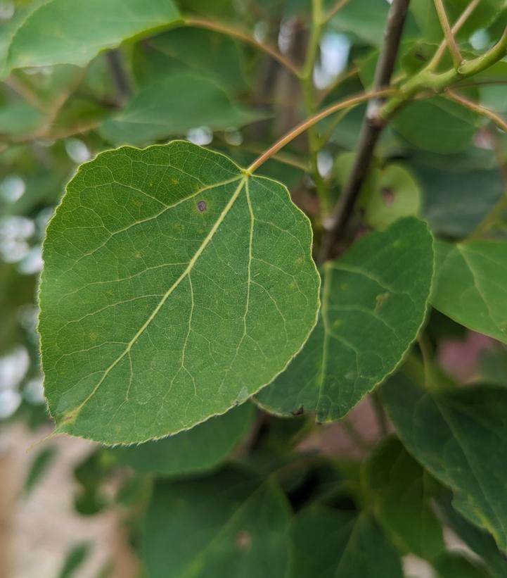 Populus tremuloides 