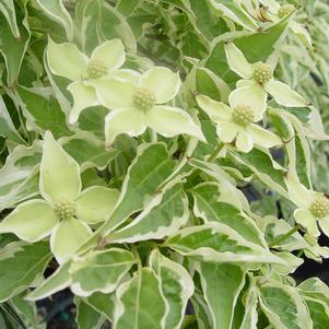 Cornus kousa 'Wolf Eyes'
