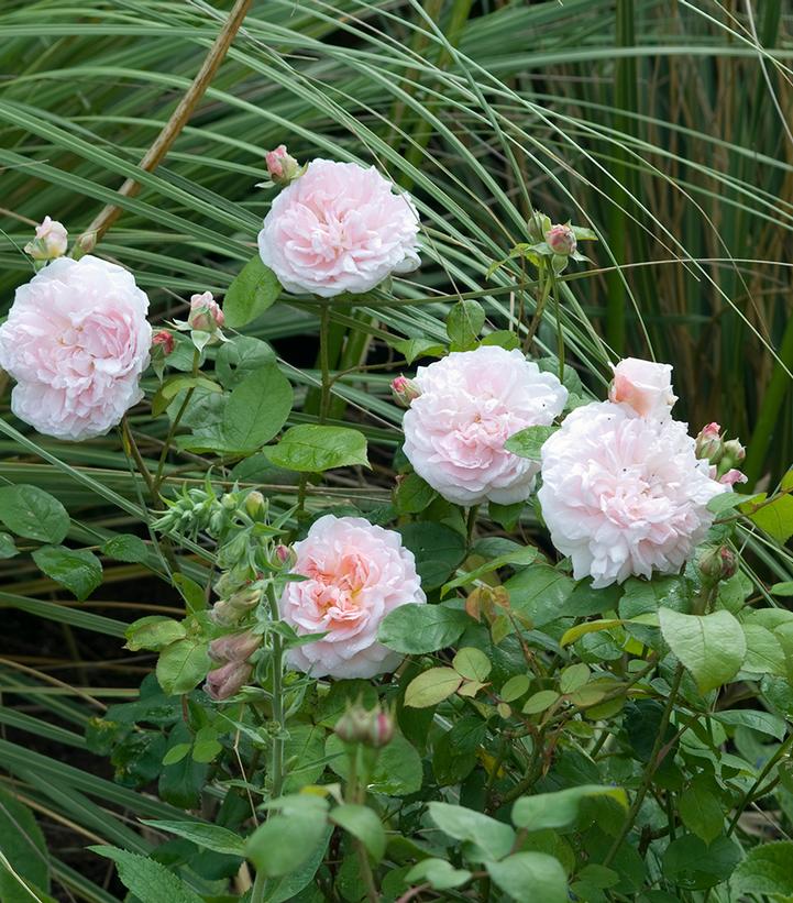 Rosa Eglantyne