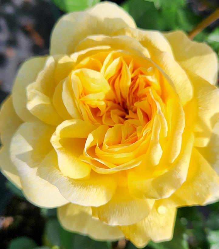 Rosa The Poet's Wife