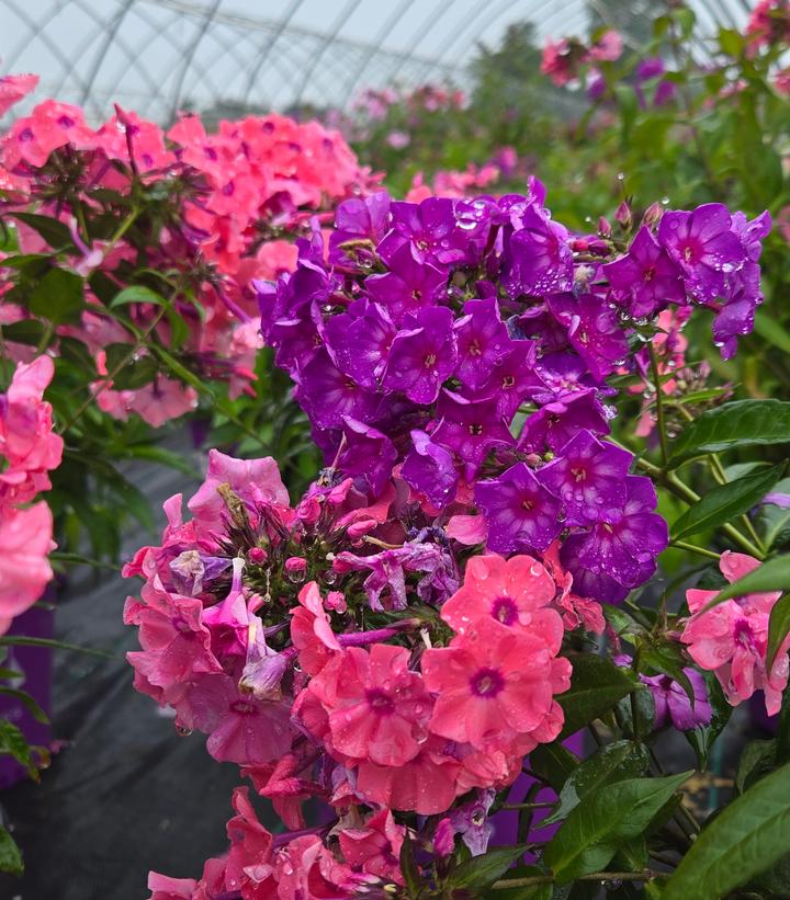 Phlox First Editions® Medley Mix