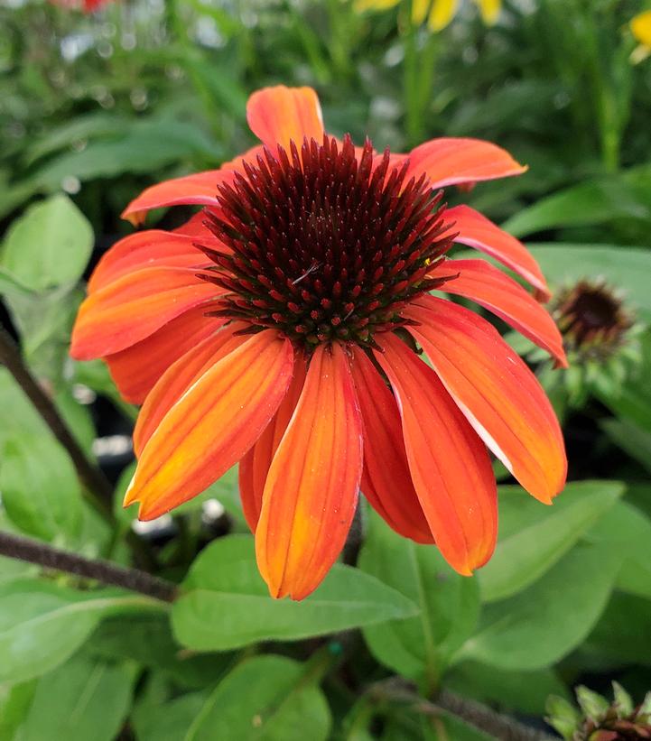 Echinacea x Sombrero® Sangrita