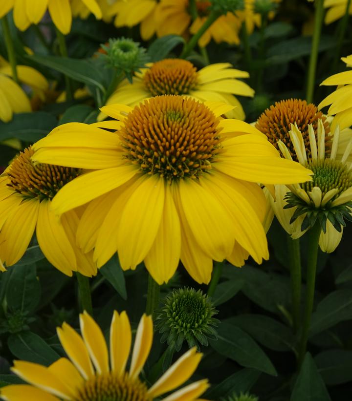 Echinacea x Sombrero® Lemon Yellow Improved