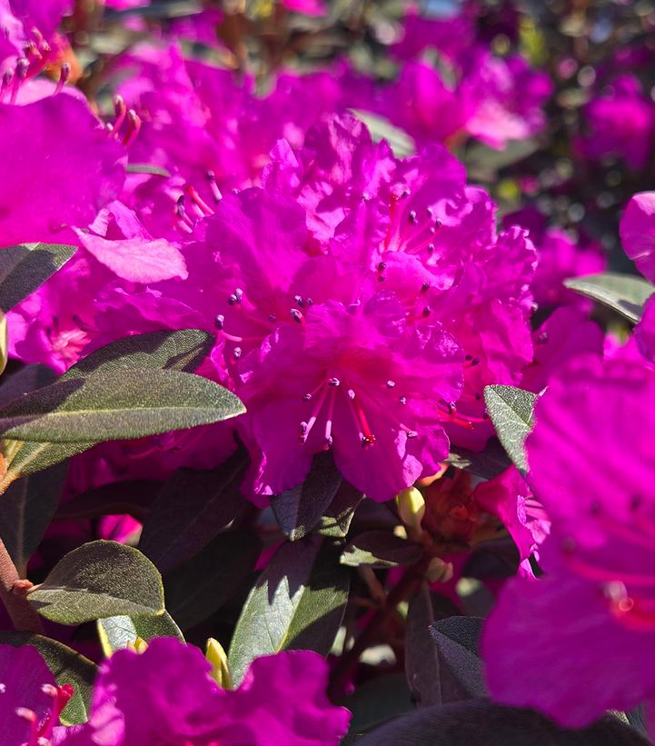 Rhododendron x 'PJM Elite Star'