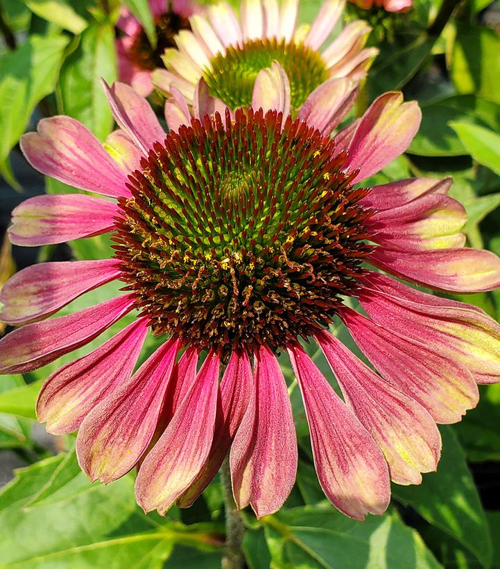 Echinacea purpurea 'Green Twister'