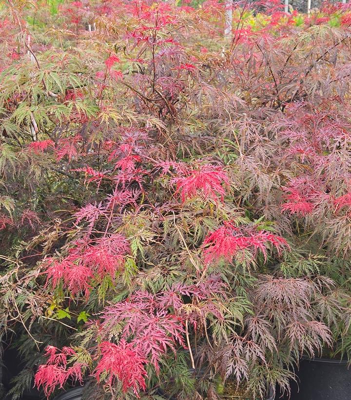 Acer palmatum dissectum 'Inaba Shidare'