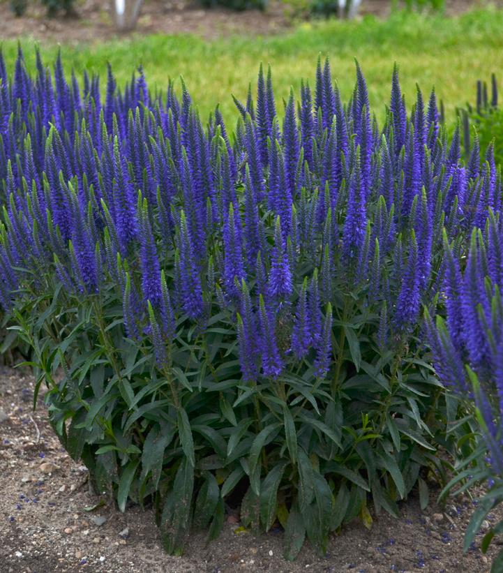 Veronica x Magic Show® 'Wizard of Ahhs'