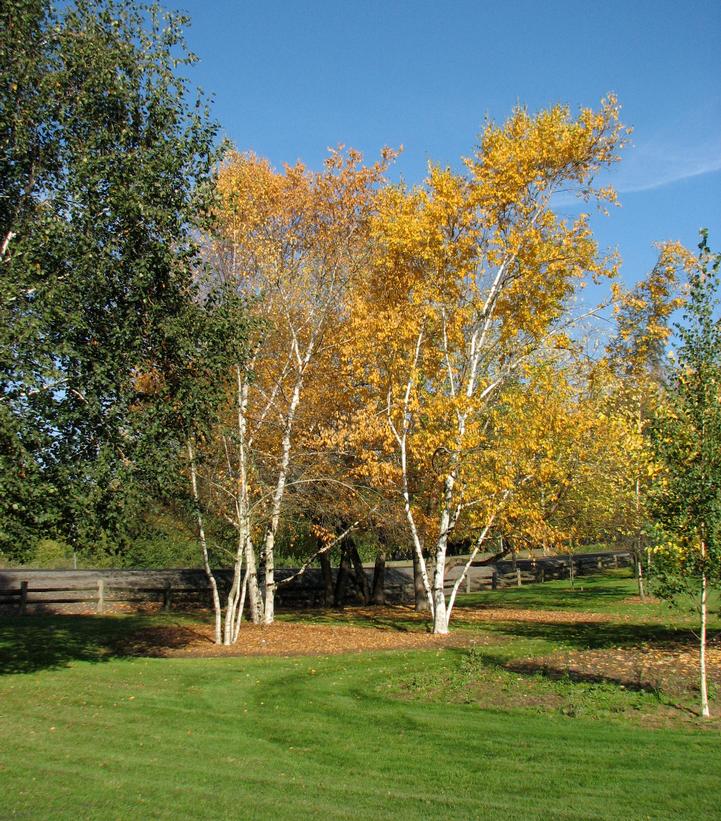 Betula papyrifera 