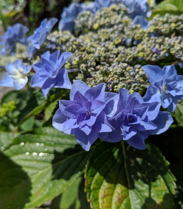 Hydrangea macrophylla Felicity