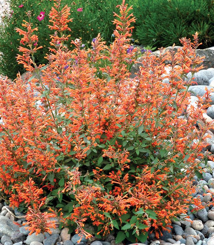 Agastache x 'Kudos Mandarin'