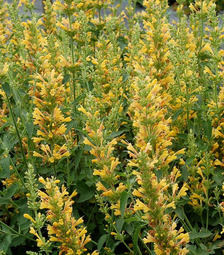 Agastache x 'Kudos Yellow'