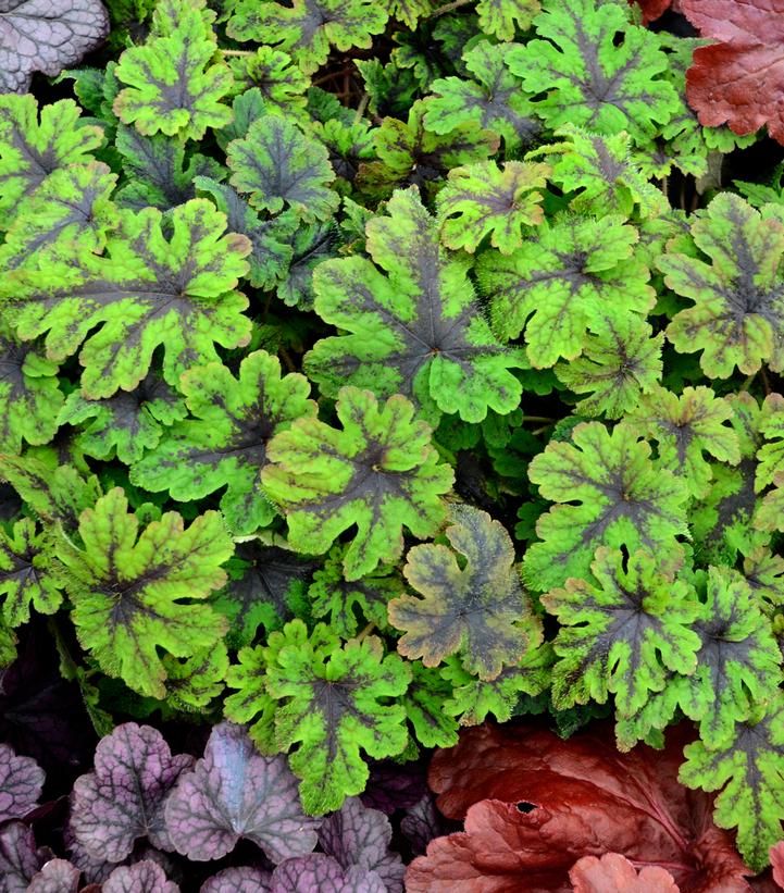 Tiarella x 'Fingerpaint'