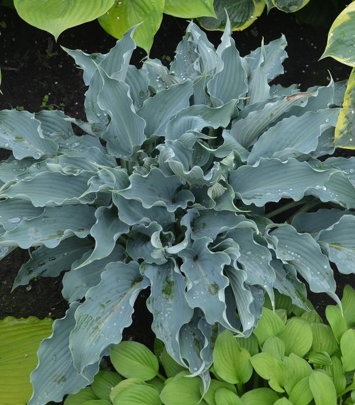 Hosta hybrid Shadowland® Shadowland® 'Waterslide'