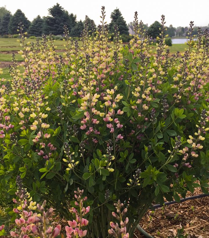 Baptisia x Decadence® Decadence® 'Deluxe Pink Lemonade'