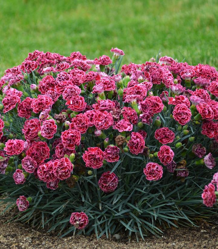 Dianthus x Fruit Punch® Cherry Vanilla