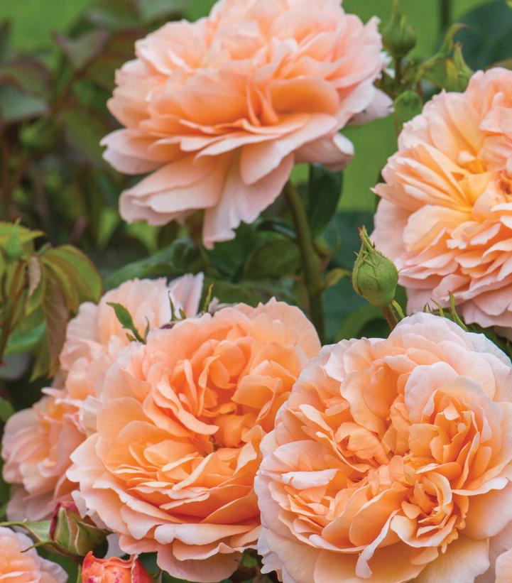 Rosa The Lady Gardener™