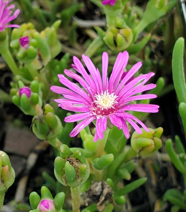 Delosperma cooperi 