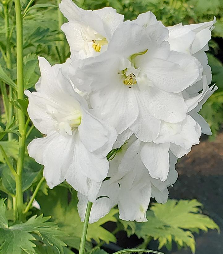 Delphinium elatum 'Guardian White'