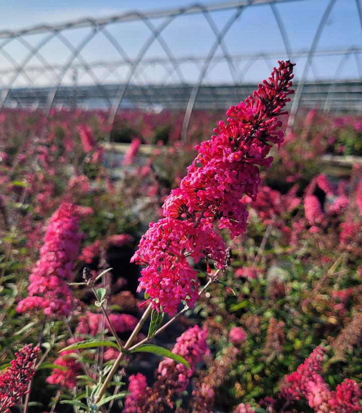 Buddleia davidii Monarch® 'Prince Charming'
