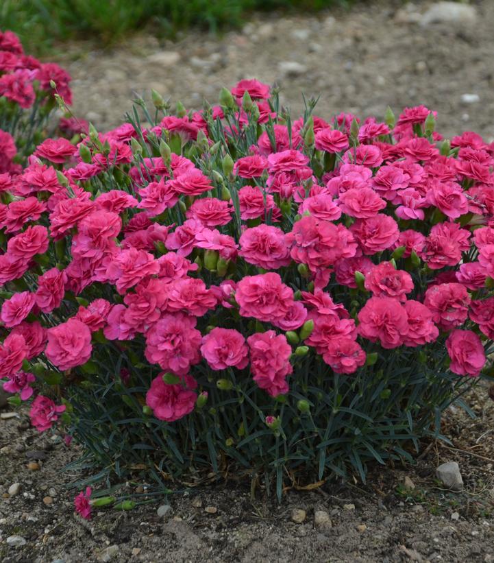 Dianthus x Fruit Punch® Raspberry Ruffles