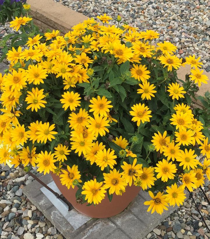 Heliopsis hybrid Tuscan Gold™