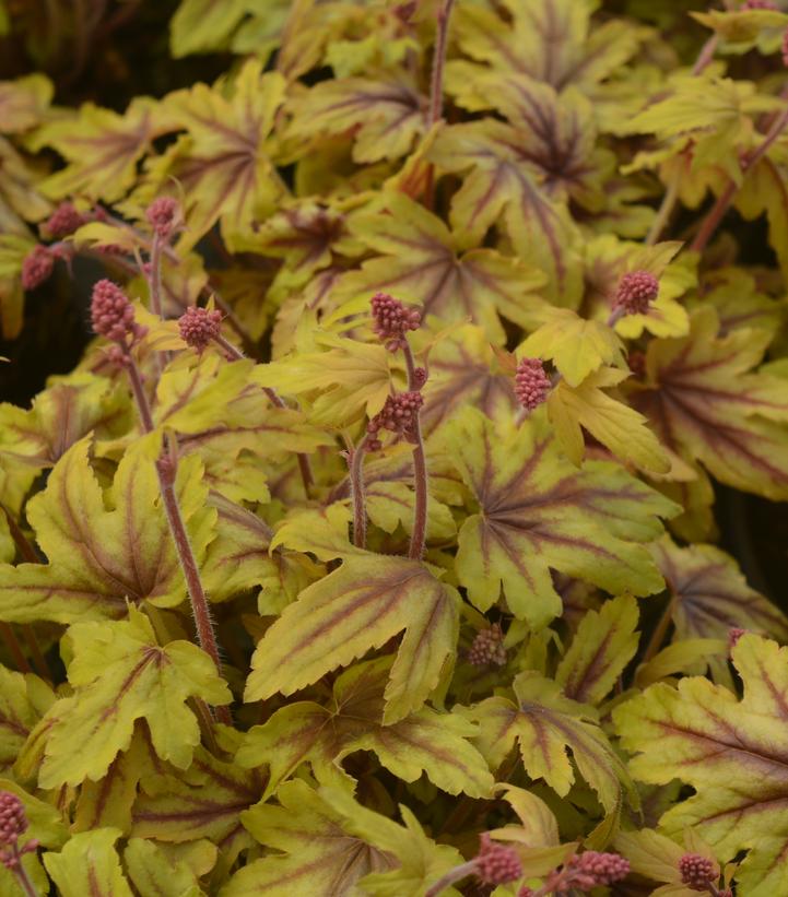 Heucherella hybrid Fun and Games® Fun and Games® 'Eye Spy'