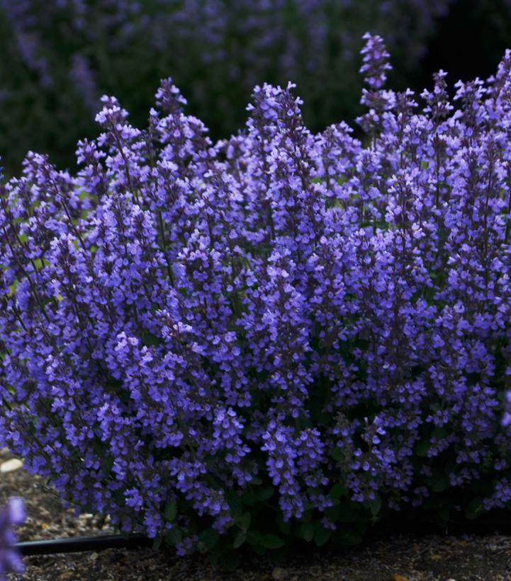Nepeta x 'Cat's Pajamas'
