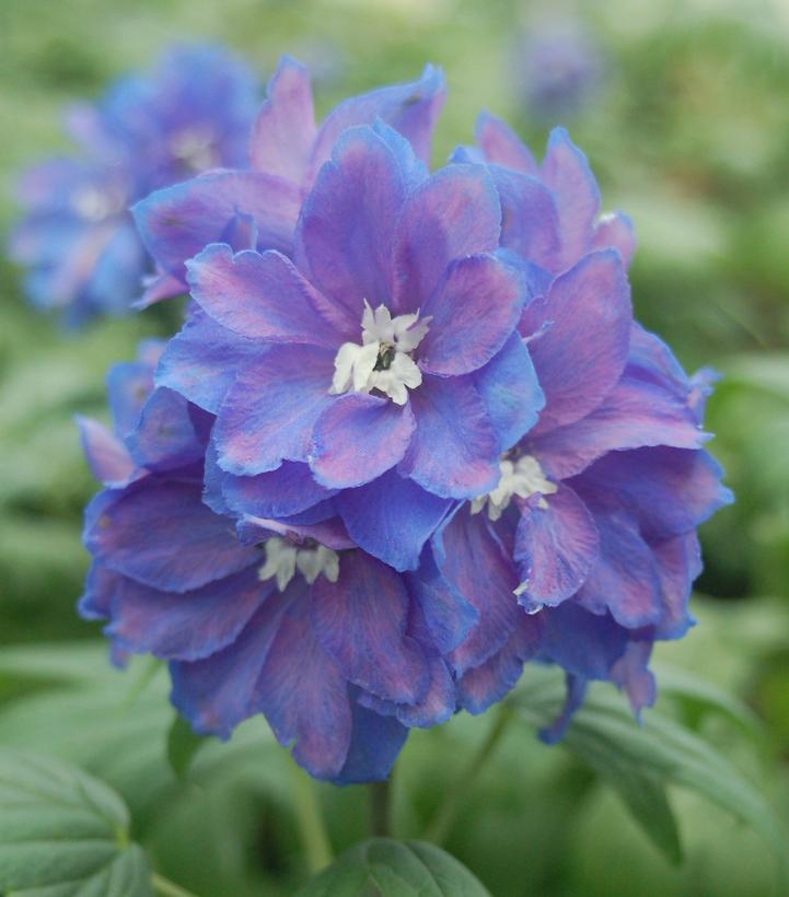 Delphinium elatum 'Guardian Blue'