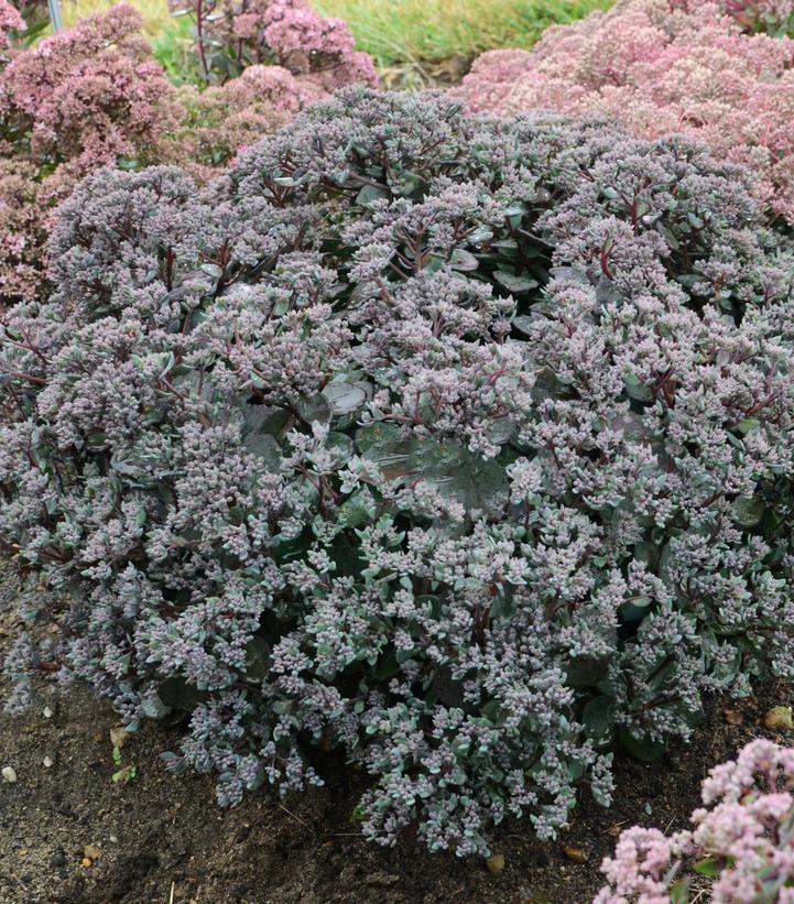 Sedum x Rock 'N Grow® Rock 'N Grow® 'Superstar'