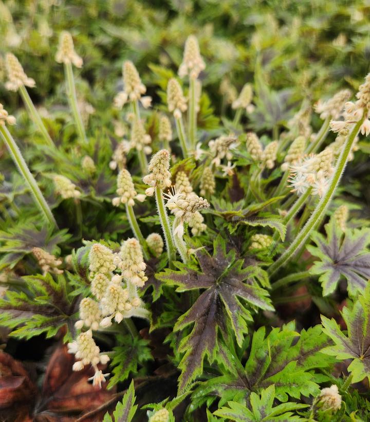 Tiarella x 'Cutting Edge'
