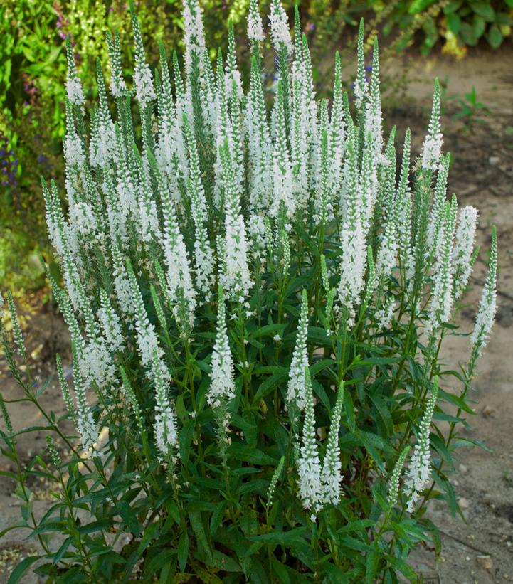 Veronica x Magic Show® Magic Show® 'White Wands'