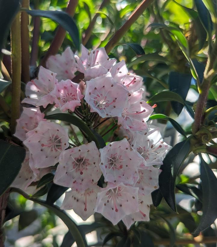 Kalmia latifolia 'Tiddlywinks'