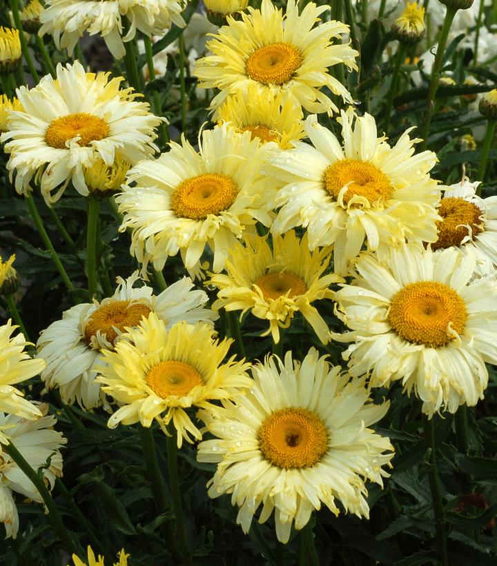 Leucanthemum x superbum 'Goldfinch'
