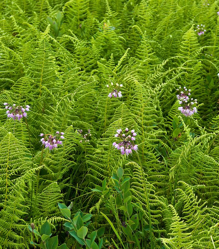 Dennstaedtia punctilobula 