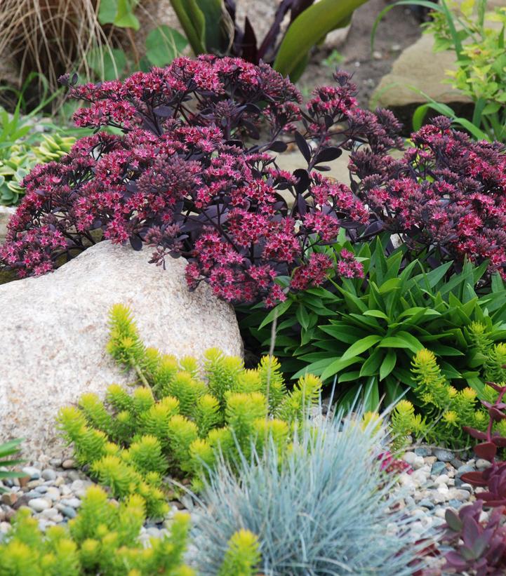 Sedum x SunSparkler® 'Plum Dazzled'