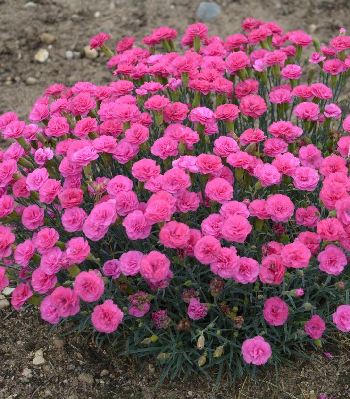 Dianthus x PRETTY POPPERS® 'Double Bubble'