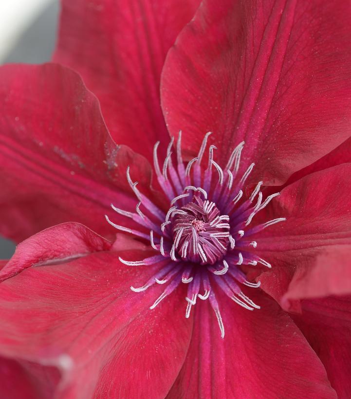 Clematis x Boulevard® Nubia™