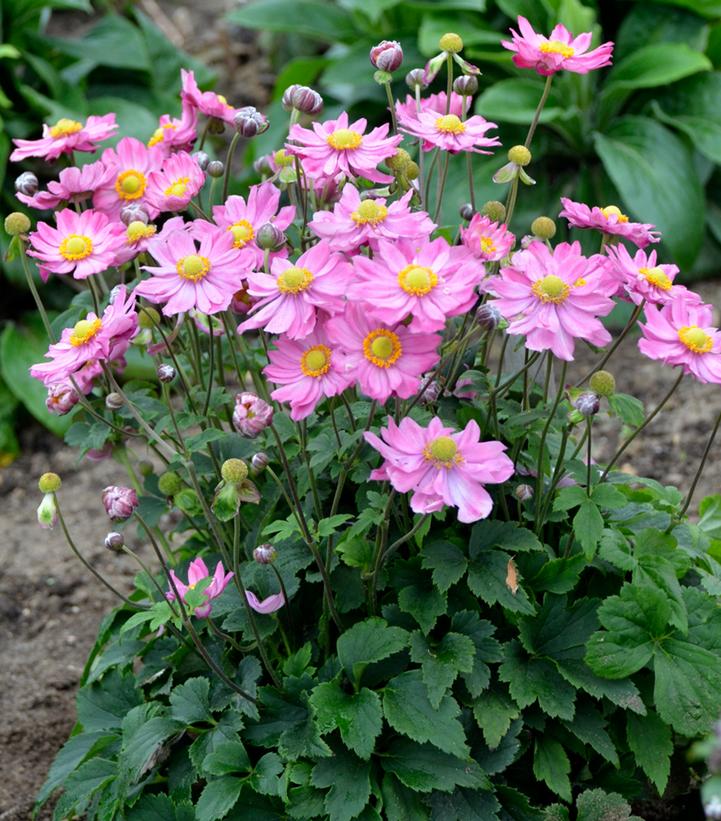 Anemone x 'Curtain Call Pink'