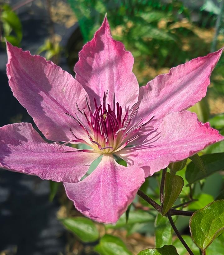 Clematis x Boulevard® Sarah Elizabeth™