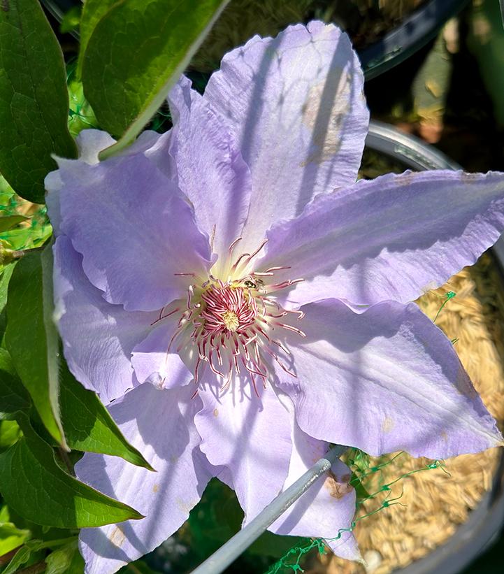 Clematis x Boulevard® Tranquilite™