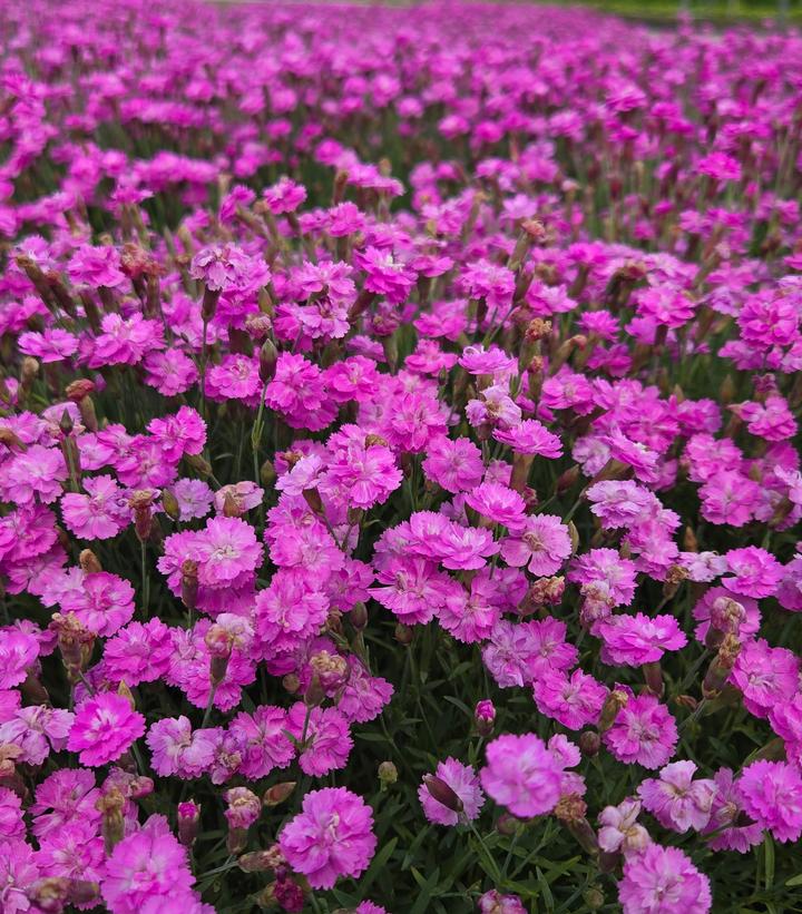 Dianthus gratianopolitanus 'Tiny Rubies'