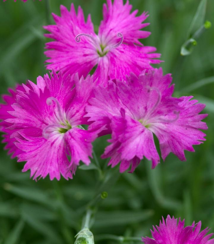 Dianthus 'Neon Star'
