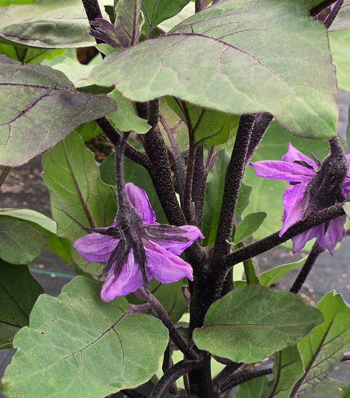 Eggplant 'Orient Express'