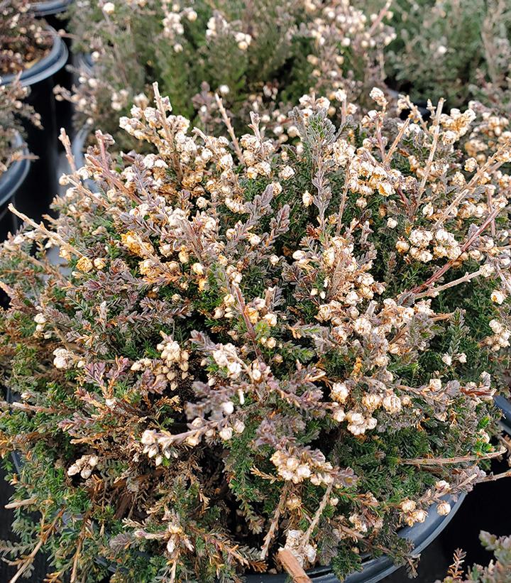 Calluna vulgaris 'H.E. Beale'