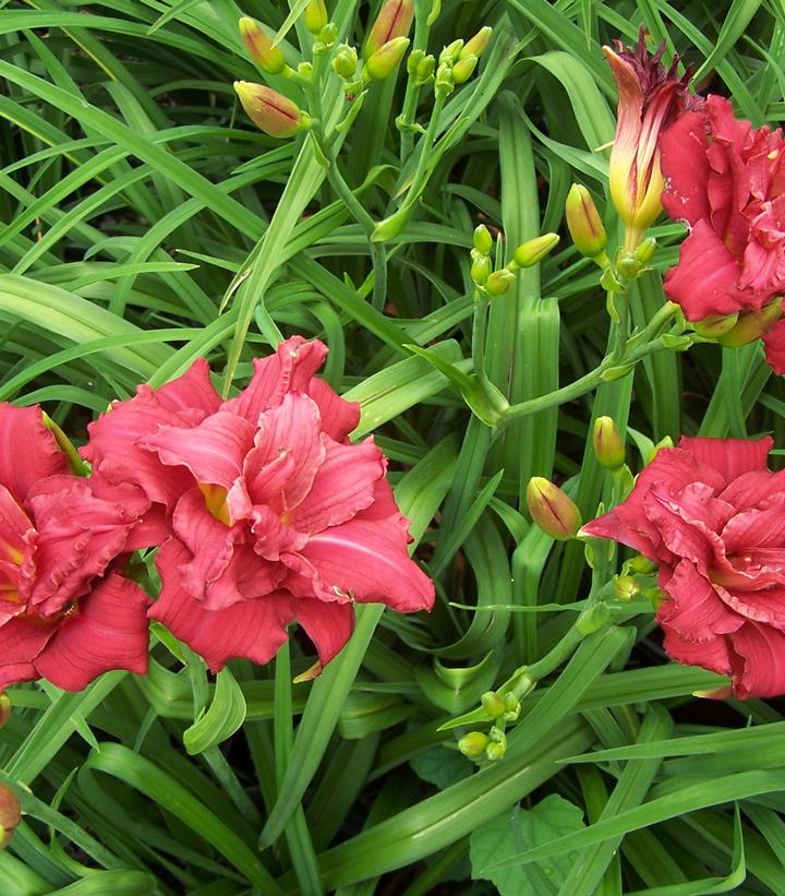 Hemerocallis 'Double Pardon Me'