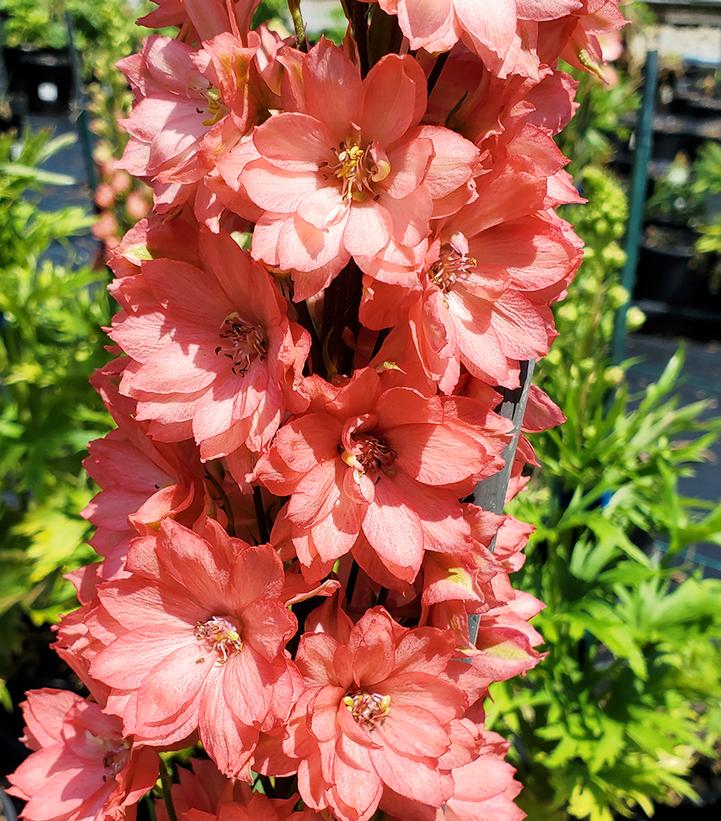 Delphinium 'Red Lark'
