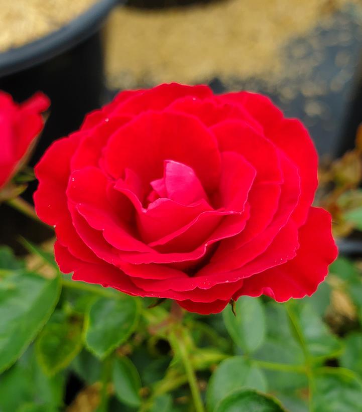 Rosa Cherrytini™