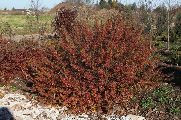 Rhus aromatica Lacette™